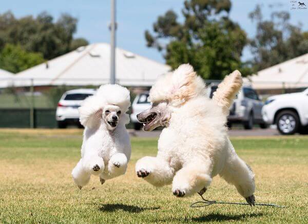 Albert and Chaos running