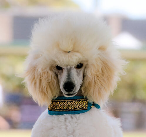 Head shot of Chaos